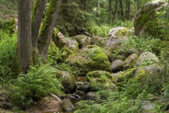 Impression at the idyllic nature reserve named Hoelle in the Bavarian Forestin Southern Germany at