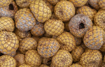 Full frame shot showing lots of dried natangura palm fruits