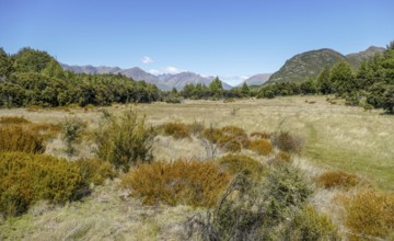 Scenery around the Mount Crichton Loop Track in Otago in New Zealand