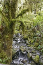 Dense Vegetation scenery around Lake Gunn in New Zealand