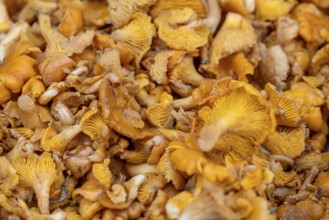 Full frame closeup shot showing lots of golden chanterelle mushrooms