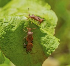 Some mating dock bugs on a green leaf in sunny ambiance