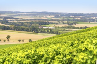 Sunny winegrowing scenery in Hohenlohe, a area in Southern Germany at late summer time