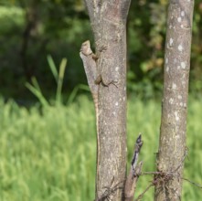 A dragon lizard climbing on a tree trunk seen in Sri Lanka