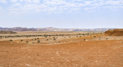 Sandy savanna scenery seen in Namibia