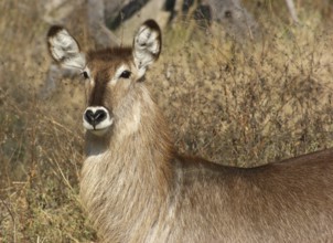 Waterbuck portrait in savanna ambiance in South Africa