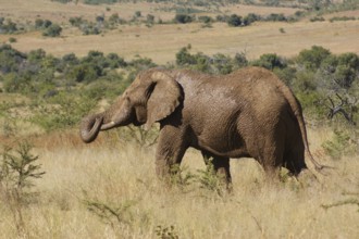 Savanna scenery with elephant seen in Botswana