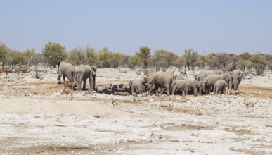 Sunny arid savannah scenery including a group of african bush elephants seen in Namibia
