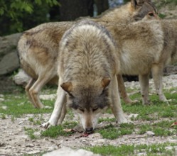 Gray Wolves at feed in natural back