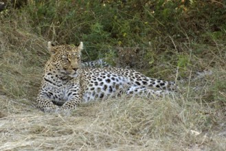 A leopard resting on the ground at the Moremi Game Reserve in Botswana