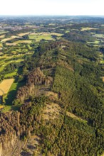 Aerial photograph, Teutoburg Forest, Gartnischberg forest area, forest dieback, Halle, East