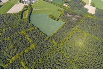 Aerial view, forest area Holtwick, mixed forest, Haltern am See, Münsterland, Ruhr area, North