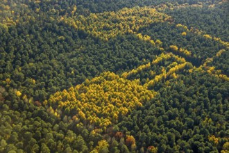 Aerial view, forest area, planned wind turbines, Bergbossendorf, Haltern am See, Ruhr area, North