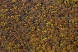 Aerial view, forest area, planned wind turbines, Bergbossendorf, Haltern am See, Ruhr area, North