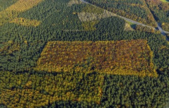 Aerial photo, forest area, planned wind turbines, A43 motorway, Bergbossendorf, Haltern am See,