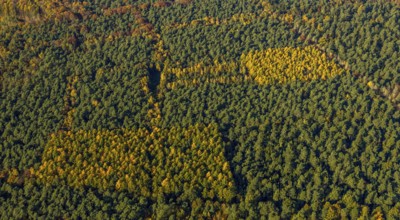 Aerial view, forest area, planned wind turbines, Bergbossendorf, Haltern am See, Ruhr area, North