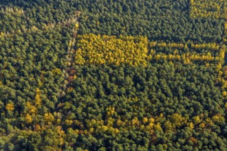 Aerial view, forest area, planned wind turbines, Bergbossendorf, Haltern am See, Ruhr area, North