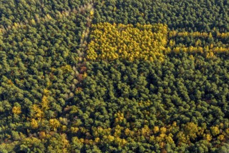 Aerial view, forest area, planned wind turbines, Bergbossendorf, Haltern am See, Ruhr area, North