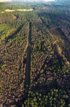 Aerial view of the forest area at Hasenberg with tree clearing in the district Lochtrup in Haltern