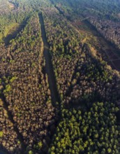 Aerial view of the forest area at Hasenberg with tree clearing in the district Lochtrup in Haltern