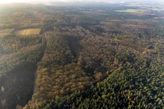 Aerial view of the forest area at Hasenberg with tree clearing in the district Lochtrup in Haltern