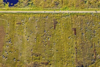 Aerial photograph, Großes Torfmoor, Gehlenbeck, sheep, flock of sheep, Hille, Lübbecke,
