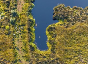 Aerial photo, Großes Torfmoor, Gehlenbeck, Hille, Lübbecke, Ostwestfalen-Lippe, OWL, North