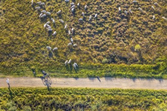 Aerial photograph, Großes Torfmoor, Gehlenbeck, sheep, flock of sheep, Hille, Lübbecke,