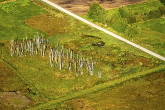Aerial photograph, Großes Torfmoor, Gehlenbeck, dead wood, Hille, Lübbecke, Ostwestfalen-Lippe,