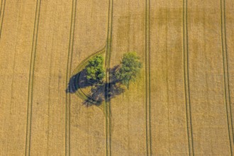 Aerial view, forest patch in a field, tractor tracks, graphic lines, grain field with trees, Hamm,