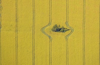 Aerial view, forest patch in a field, tractor tracks, graphic lines, grain field with trees, Hamm,