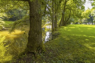 Peaceful sunny park scenery with idyllic small lake at summer time