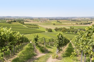 Sunny winegrowing scenery in Hohenlohe, a area in Southern Germany at late summer time