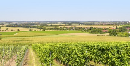 Sunny winegrowing scenery in Hohenlohe, a area in Southern Germany at late summer time