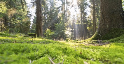 Sunny illuminated low angle forest scenery with moss and ground cover vegetation