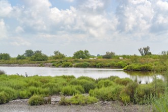 Scenery around the Regional Nature Park of the Camargue in Southern France