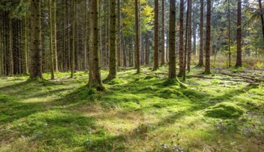 Idyllic forest scenery at summer time seen in southern Germany