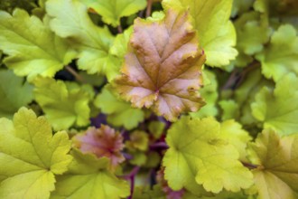 Closeup shot showing some fresh green leaves seen from above
