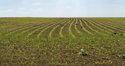 Sunny agricultural scenery showing a field with seedlings at spring time