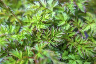 A natural full frame green leaves background
