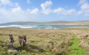 Coastal scenery including two donkeys on a meadow in Ireland