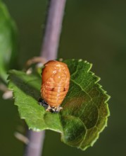 Low angle closeup shot showing the pupa of a ladybug on a green leaf