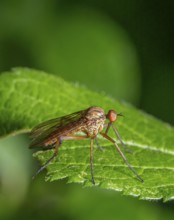Low angle sideways macro shot of a Empis livida daggerfly resting on a green leaf