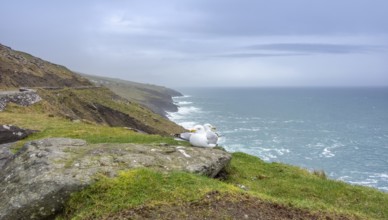 Coastal scenery including two seagulls near Dingle, a town in County Kerry, Ireland