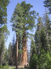 Scenery at the Sequoia and Kings Canyon National Park with sequoia trees in California, USA