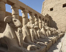 Sunny illuminated scenery with lots of sphinxes at the Precinct of Amun-Re in Egypt (Africa)