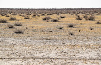 Sandy savanna scenery seen in Namibia