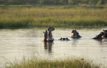 Flock of Hippos in a river at the Moremi Game Reserve in Botswana, Africa, at evening time