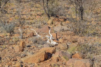 Skull of a antelope in arid ambiance seen in Namibia