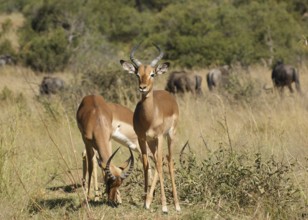 Some antelopes seen in Botswana